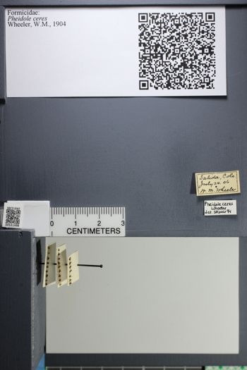 Media type: image;   Entomology 531498